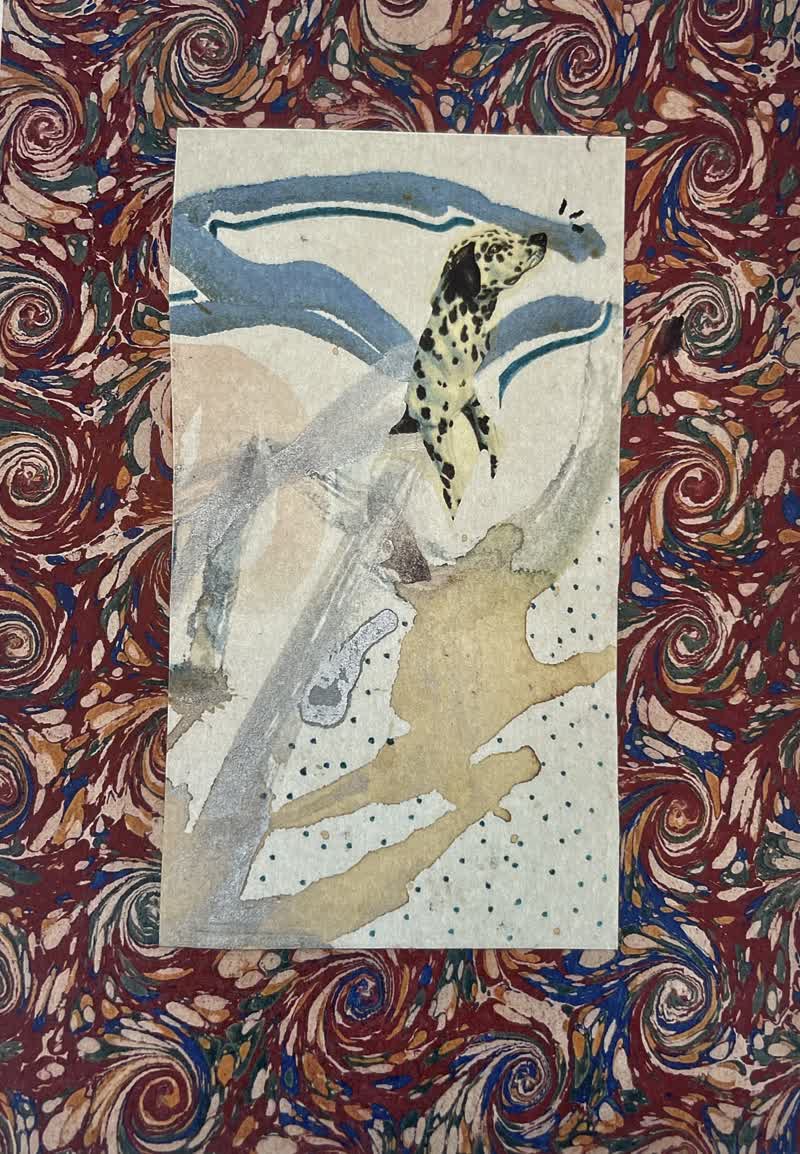 lamina-dalmata