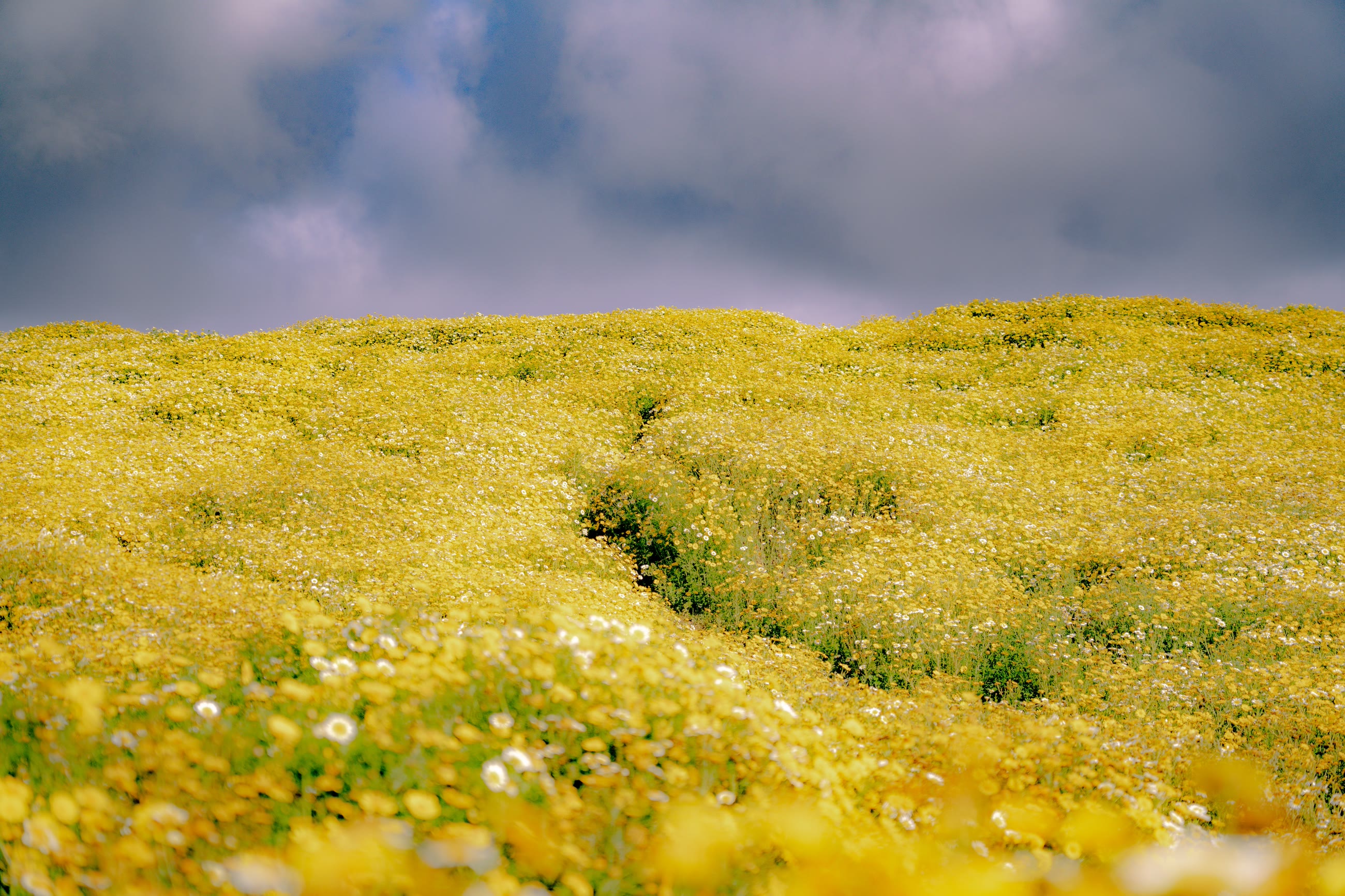 jardin-de-abejas