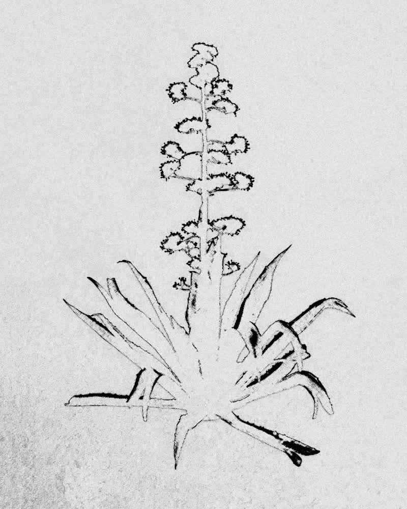 agave